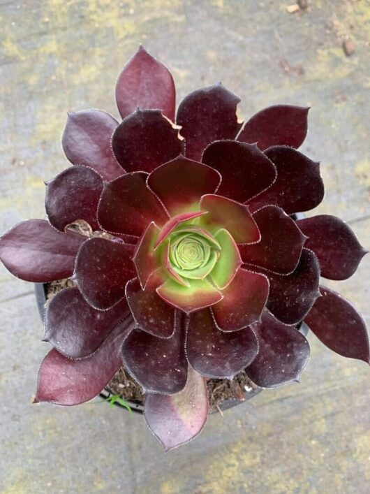 Aeonium 'Purple Rose' Succulent 3