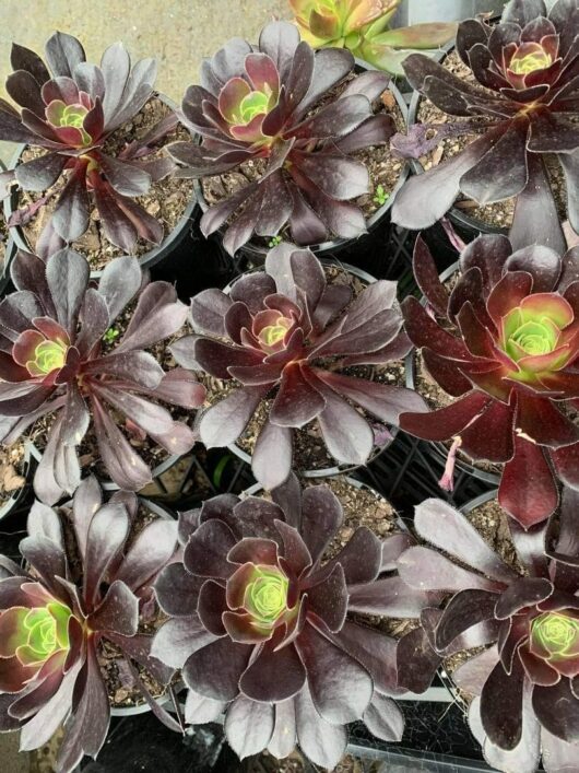 Aeonium 'Purple Rose' Succulent 3" Pot