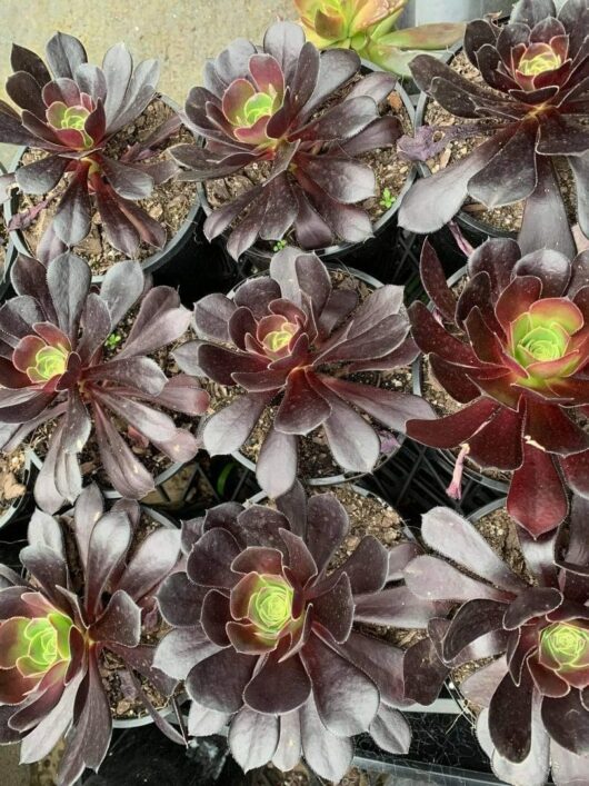 Aeonium 'Purple Rose' Succulent 3