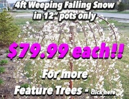 4ft Falling Snow Potted Button Pic copy