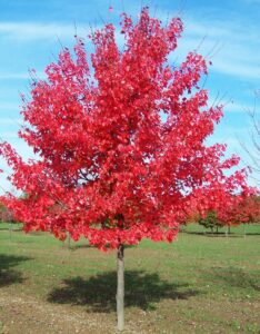 A vibrant red Acer 'Autumn Red/October Glory' Maple 6" Pot stands against a clear blue sky in an open park area.