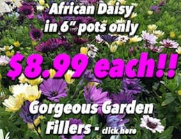 African Daisy Button Pic copy