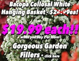 Bacopa Collosal White Hanging Basket Button Pic copy