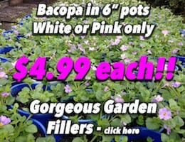 Bacopa white or pink Button Pic copy