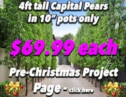 Capital Pear pre XMAS Banner Hedge & Screen copy