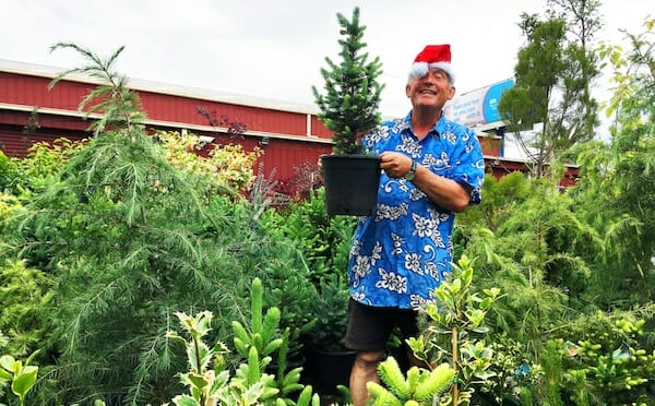 Chris with XMAS trees