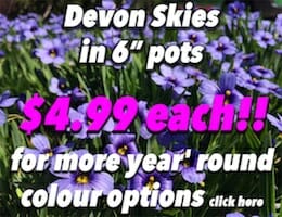 Devon Skies Button Pic