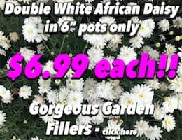 Double White African Daisy Button Pic copy