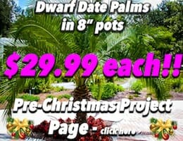 Dwarf Date Palm XMAS Button Pic copy