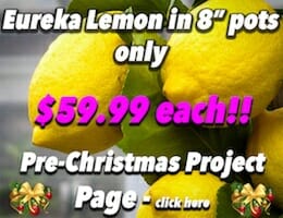 Eureka Lemon XMAS Button Pic copy