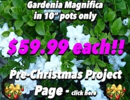 Gardenia Magnifica Pre XMAS Button Pic copy