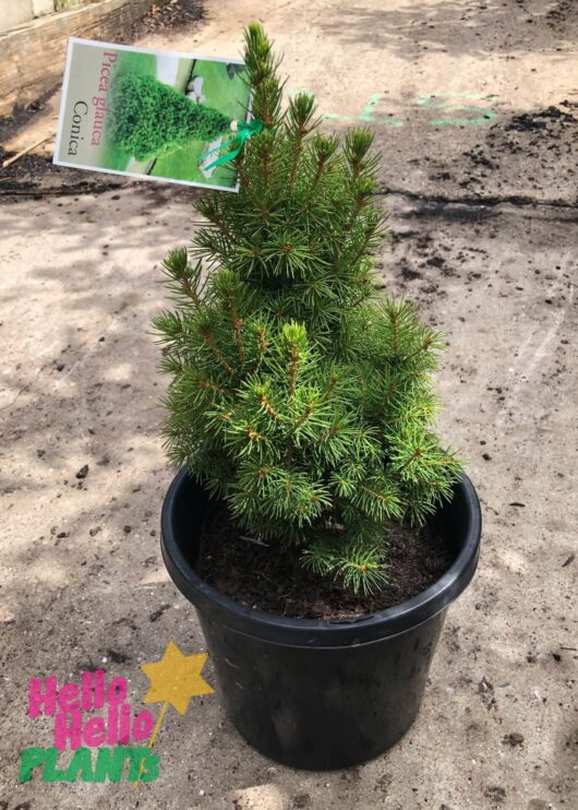 Picea 'Dwarf Alberta White Spruce' 8" Pot