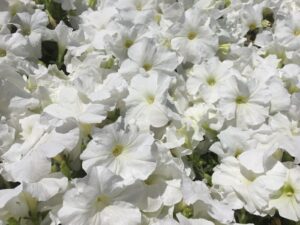 A close-up of abundant Petunia 'White' 8" Pot in full bloom, beautifully arranged.