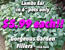 Lambs Ear Button Pic copy