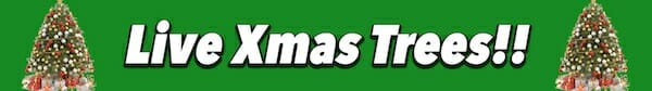 Live Xmas Trees Banner