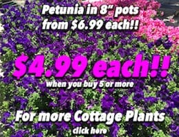 Petunia Button Pic copy