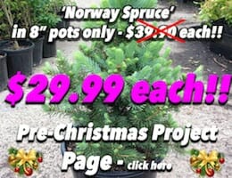 Picea Abies 'Norway Spruce' Button Pic copy