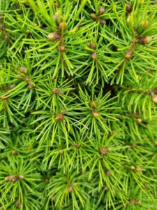 Picea glauca conica