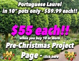 Portuguese Laurel Pre XMAS Button Pic Bulk Buy copy 2