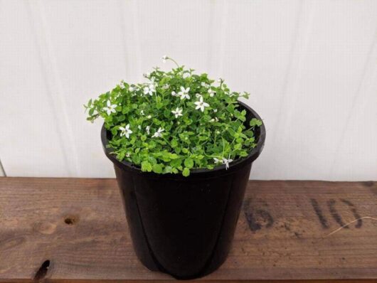 The Pratia 'White Star Creeper' in a sleek black 6" pot displays its delicate white flowers beautifully on a wooden surface, set against a pristine white background.