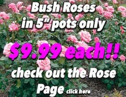 Roses Bush Button Pic copy