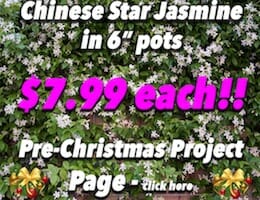 Star Jasmine Pre XMAS Button Pic copy