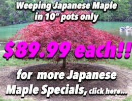 Weeping Japanese Maple Button Pic copy