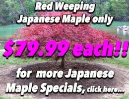 Weeping Japanese Maple RED Button Pic copy