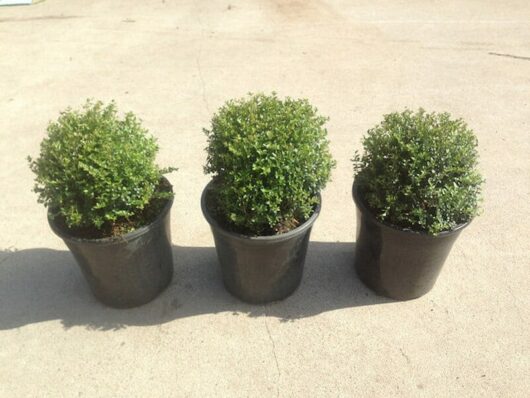 Box Hedging - BoxOz Topiary - Hello Hello Plants