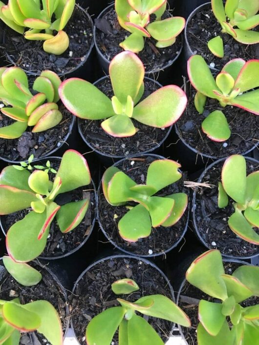 Crassula Jade (Large Leaf) Succulent 3" Pot