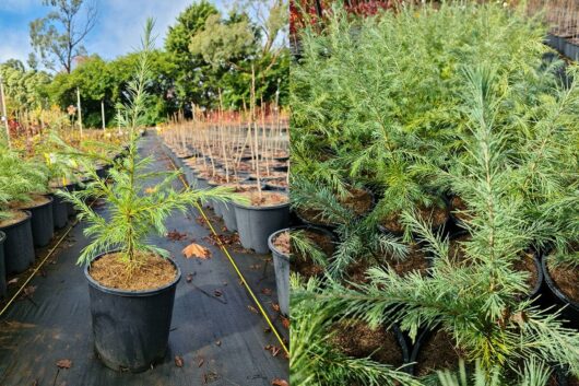 Cedrus 'Himalayan Cedar' Tree 8" Pot