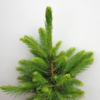 Picea 'Norway Spruce' 10" Pot