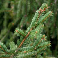 Picea 'Norway Spruce' 10" Pot