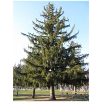 Picea 'Norway Spruce' 10" Pot