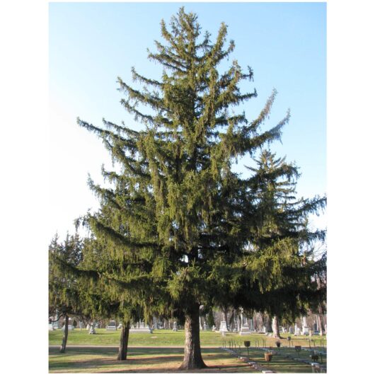 Picea 'Norway Spruce' 13" Pot