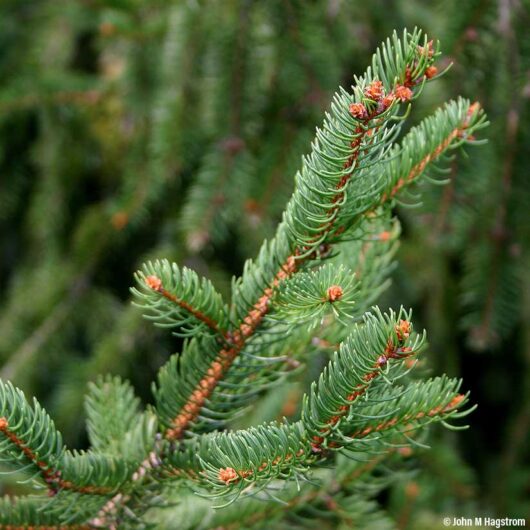Picea 'Norway Spruce' 13" Pot