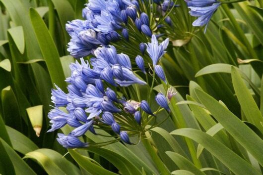 Agapanthus 'Double Delight' 6" Pot