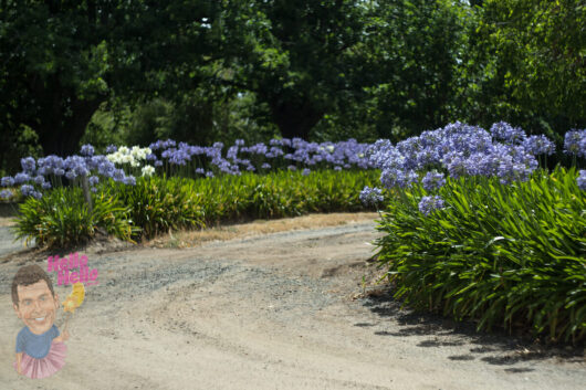 Agapanthus 'Baby Blue'
