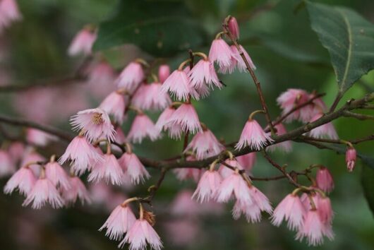 A branch of Elaeocarpus 'Blueberry Ash' 8" Pot flowers with green leaves.