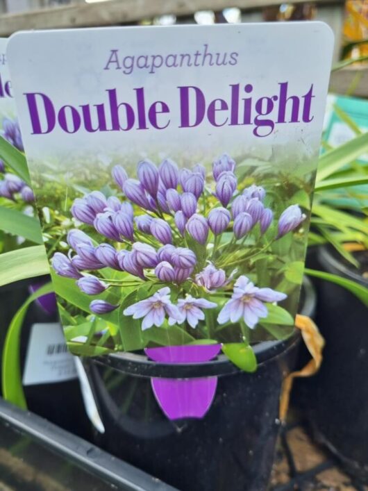 Agapanthus 'Double Delight' 6" Pot
