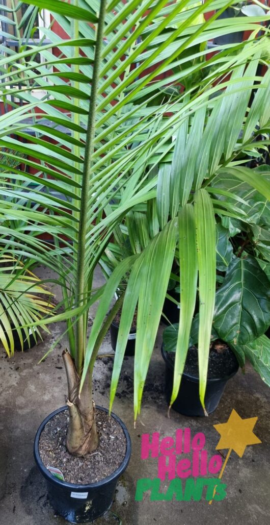 Ravenea 'Majestic Palm' 12" Pot