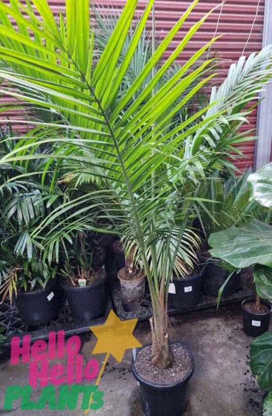 Ravenea 'Majestic Palm' 12" Pot