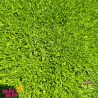 Scleranthus biflorus 'Lime Lava' 8" Pot