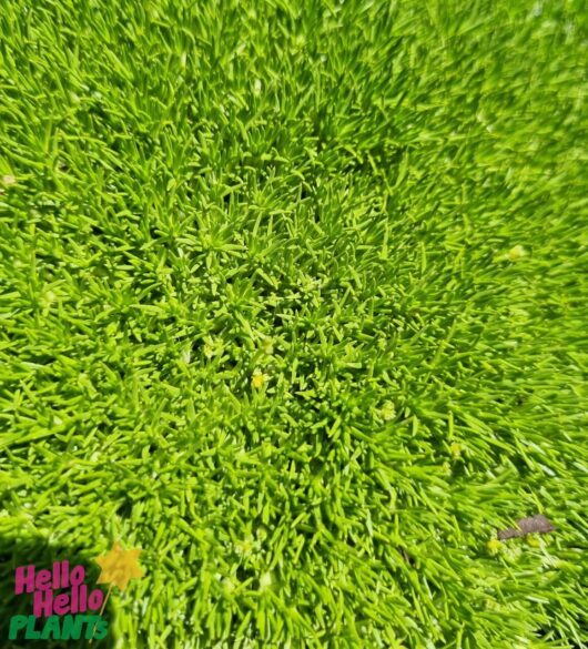 Scleranthus biflorus 'Lime Lava' 6" Pot Growers Flash Sale!