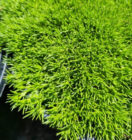 Scleranthus biflorus 'Lime Lava'