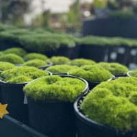 Rows of potted Scleranthus biflorus 'Lime Lava' in 6" pots are displayed, each showcasing vibrant green hues. The "Hello Hello Plants" logo is prominently placed in the bottom left corner.