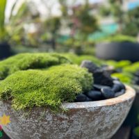 The 6" Scleranthus biflorus 'Lime Lava' pot is filled with lush green moss and black stones, perfect for outdoor settings.