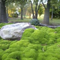 Scleranthus Biflorus lime lava, hardy moss alternative