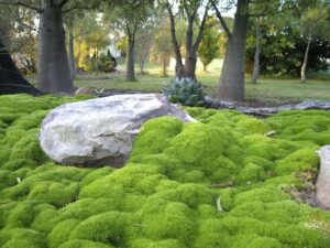 Scleranthus Biflorus lime lava, hardy moss alternative