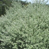 A Westringia 'Smokey' Coastal Rosemary bush with white flowers in a 6" Pot in the middle of a yard.